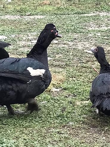 K/t heyvanları və malları: Qara zumrud. Maskali. Qizqin erkey Damazdiq Xüsusiyyətlər: - Cinsi — 8