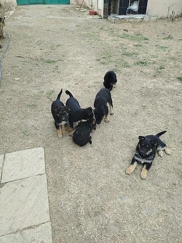 dişi it: Alman çoban iti, 2 ay, Erkek — 1