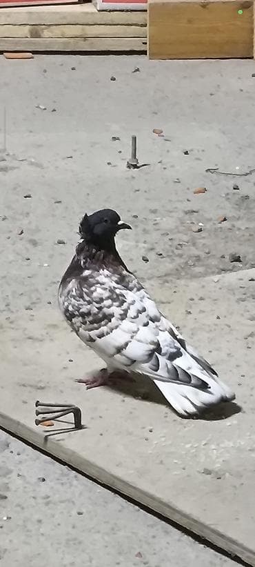 Növ: Göyərçin (bəzək/ev göyərçini) Təsvir: - Rəng: qarışıq naxışlı –