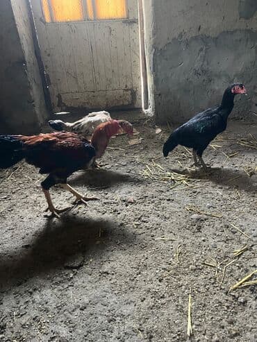 Yumurta: Temiz qan sosyet fərələrinin yumurtalari satilir ve barterde edilir — 3