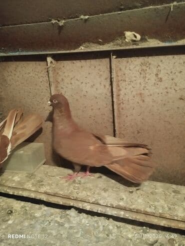 göyercin yuvasi: Qırmızi agbel maya 17tuk.qirmizi Erkey 18tuk,cüt deyillər real alıcıya — 3