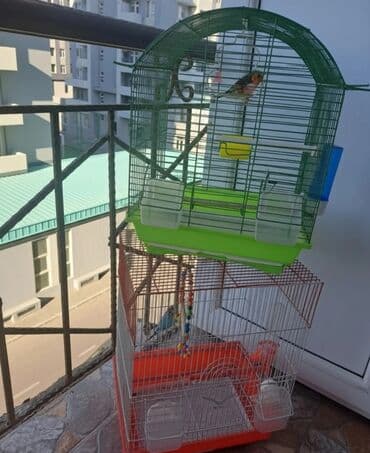 İki ədəd quş qəfəsi dəsti Yuxarıdakı yaşıl-qara qövslü qəfəs: - Kiçik lalafo.az -da İki ədəd quş qəfəsi dəsti Yuxarıdakı yaşıl-qara qövslü qəfəs: - Kiçik