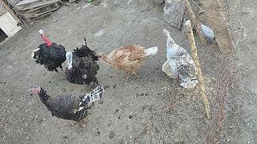 Erkək, Damazlıq lalafo.az -da Erkək, Damazlıq