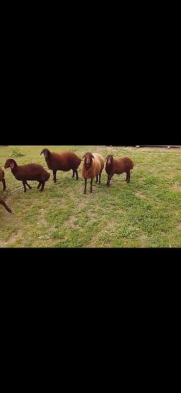 dəvəquşu əti qiyməti: Erkey quzular satılır çeki ile verlecey 10 azndi diri çeki ilə — 2