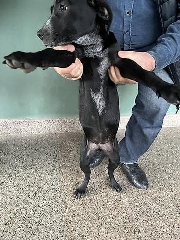 ovcharka balasi satilir: Kurtxar, 5 ay, Dişi, Peyvəndli, Ünvandan götürmə — 9