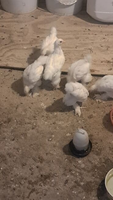 hinduşqa cücələri: Курица, Brama, Для разведения, Самовывоз — 1