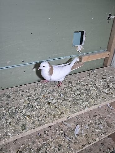 dərzi quşu: Sarı boynu güllü ərkey sarı quyruğ satılır desdə deyil qızğın ərkeydi — 5