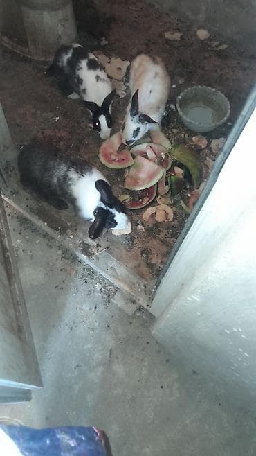 gemiriciler: 3 dovşandı 1-i ana bovşandı balalayandı, 2-si ərkey bovşandı 3-ü bir — 2