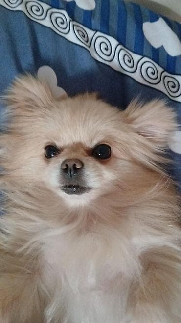 Şpitz lalafo.az -da Şpitz