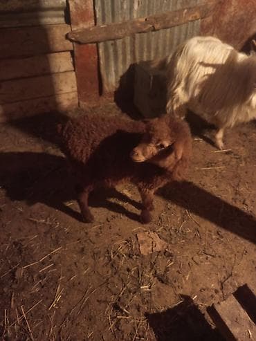 qoyun satışı: HEYVANLAR TƏCİLİ SATILIR ANA BALA QOYUN TƏK QUZULAR BİRİ ERKEK BİRİ — 3