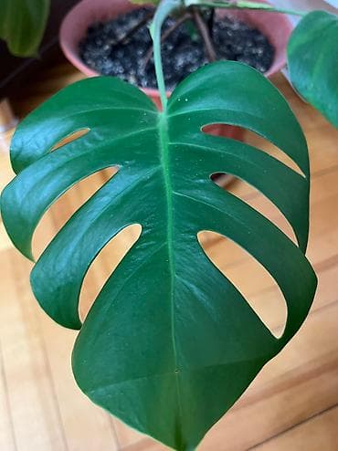 azan gulu satilir: Monstera tam saglam — 2