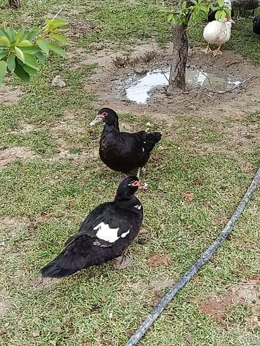 erkek pişik: Erkək, | Lal ördək, Damazlıq — 6