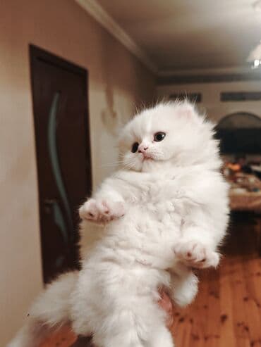 купить британская шиншилла: Шиншилла, Самка — 6