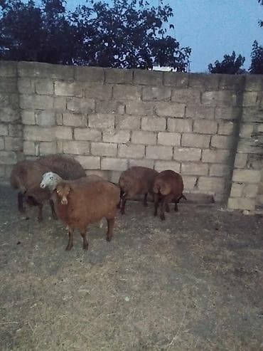 iri it cinsi: Salam 6 dene quzular satılır.bordaglig damazlıqa yaralıdır.real alıcı — 1