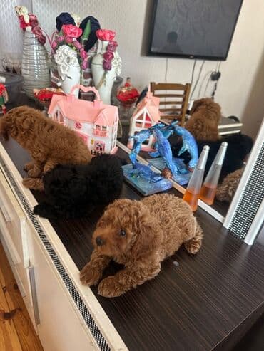 barter it: Şekilleri götürmeyin - Cins: Toy Pudel (mini) - Rəng: qara, ve — 11