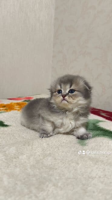 İtlər: Şotland yastı qulaq, Erkək — 2