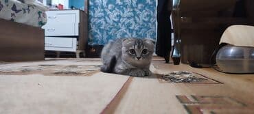 şinşila pişik satılır: Britan, Dişi — 6