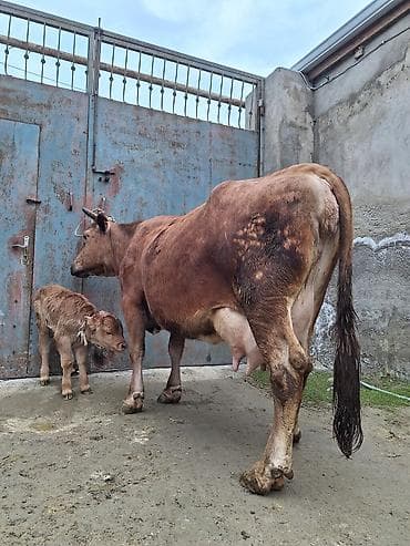 15 litir süd verir 5 gündü doğub balası erkəydi