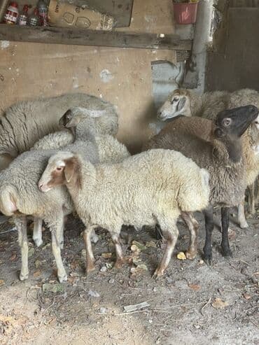 heyvanlara verilen adlar: Dişi quzular satılır super kök sağlam heyvanlardı 5 denedi bir ana — 3