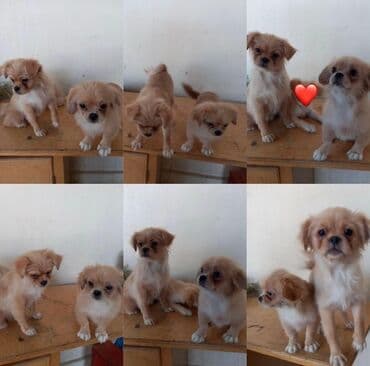 Pekines, 4 ay, Dişi