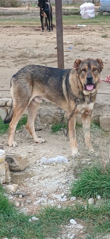 отдам в хорошие руки маленькую собачку: Qurdbasar, 2 il, Erkek, Peyvəndli, Pulsuz çatdırılma — 12