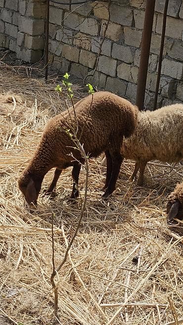 Quzular 4,5,6 aylıqdı kom 200 - Şəkillərdəki yerli qarabaşa/yerli