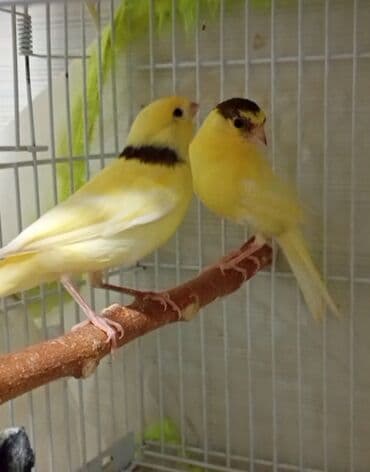 erkey: Bülbül cavan ərkək qiymət birinə ayitdi — 4