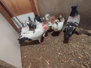 tutu suknje za mame i cerke: Məhsul: Ev göyərçinləri her biri sahibləndirilir wacap 0514383839 — 1