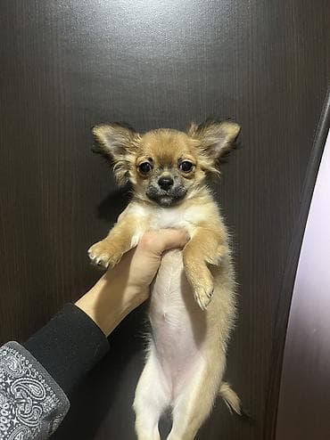 pitbull balaları: Çixuahua, 3 ay, Dişi, Peyvəndli, Ödənişli çatdırılma — 4