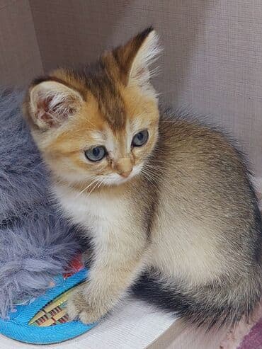 şotland pişiyi etibarlı əllərə verilir: Şotland, Dişi, Yaxşı əllərə, Ünvandan götürmə — 6