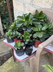 yeni il şənliyi 2022: Xalça — 49