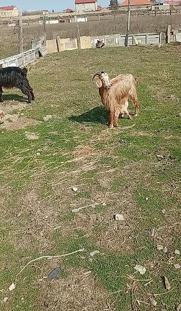 Digər heyvanlar: 4 baş bir yerdə qiymət 640 — 1