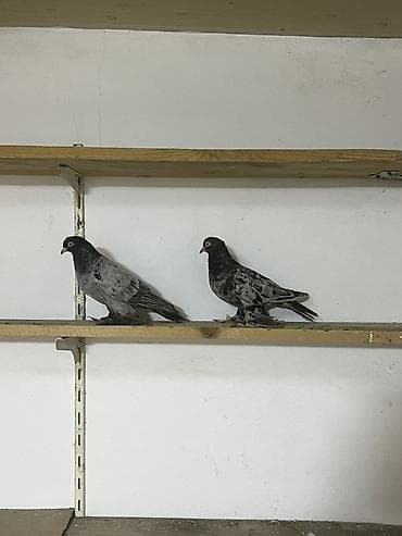 amadin quşu: Təmiz qara abrezlər cütdülər hazır yumurtaya döyürlər ünvan maştağa — 3