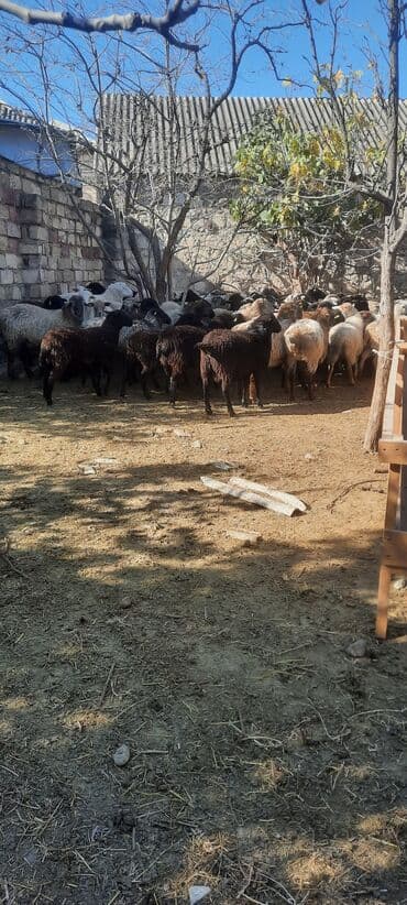 Qoyun sürüsü – yerli ətlik/yunlu qarışıq cinslər - Şəkillərdə