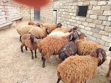coban axtaranlar: Qoyun sürüsü – yerli ətlik/yunlu tip - Tərkib: eyni həyətdə — 4