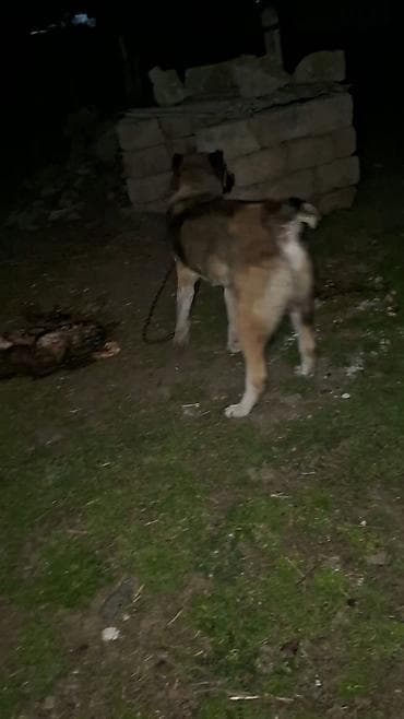 Птицы: 1yaş 3aylıq temiz teserfat itidi — 2