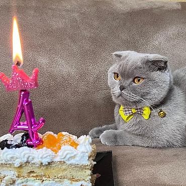 hamster satış: Şinşilla, Dişi, Yaxşı əllərə, Ünvandan götürmə — 8