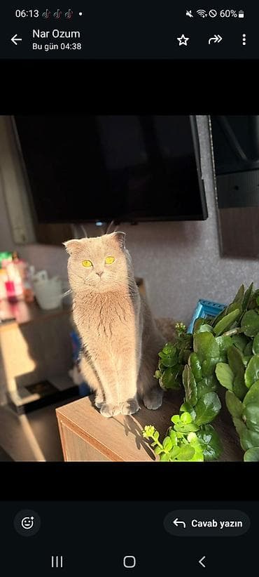 pişik cütləşmə: Şotland yastı qulaq, Erkək — 2