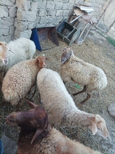 coban iti balasi satilir: Erkək, il: 1, 70 kq, Ətlik, Ünvandan götürmə — 3