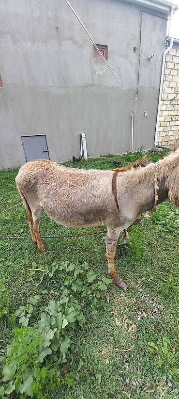 doberman erkek: Xidmət/heyvan: Eşşək Eşəy satlir xaçmazdadi Təsvir: - Saxlanılması — 6