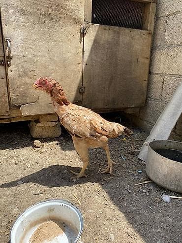 karella quş: Toyuq, Yumurtalıq — 3