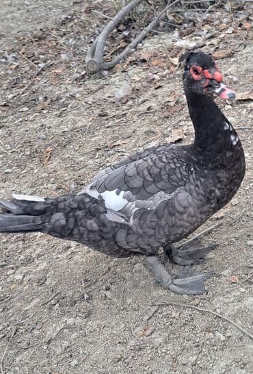 keci balasi satilir: Erkək, | Macar, Ətlik, Pulsuz çatdırılma — 8