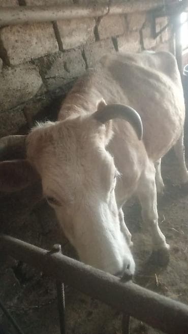 jersey inek: Satılır: inək (şəkillərdə) - Növ: inək, buynuzlu - Rəng: açıq — 1