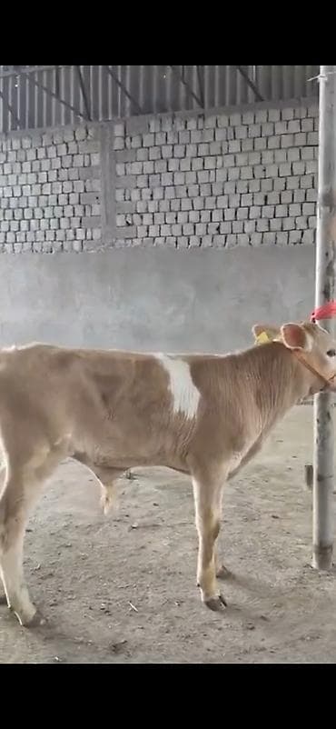 Digər heyvanlar: 2 ay yarimliq temiz saf qan simental dana erkək prablemi yoxdu yem ot — 2