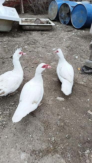 Kənd təsərrüfatı quşları: Satılır: Ağ maskov ördəkləri (muskovy duck) İkisi 5 aylqdılar. Erkek — 2