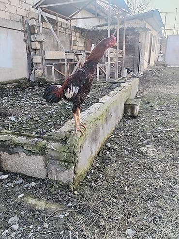 Keçilər, çəpişlər: Toyuq, Damazlıq — 5