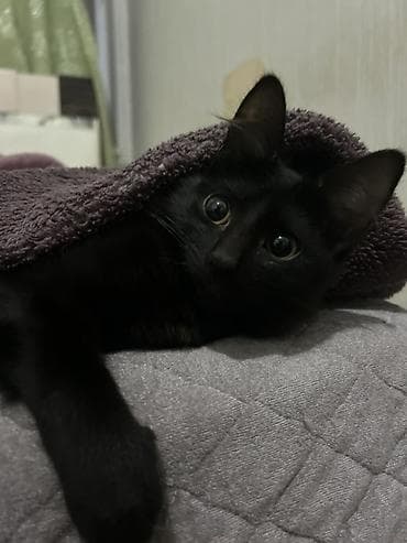 pişik etibarlı əllərə verilir: Dişi, Yaxşı əllərə — 2