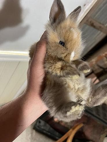 pitbul balaları: 🐰Dekorativ Lionhead bala dovsanlar 1 ayliq saglam, aktiv ve cox sirin — 10