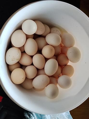 violetto kərə yağı: Təzə toyuq yumurtaları - Təbii, açıq rəngli qabıqlı yumurtalar - Ev — 1