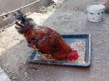 hinduska balasi satilir: Salam 8 ayliq xoruzdu tam sağlamdi öz he yetimin heyvandi banliyir — 1